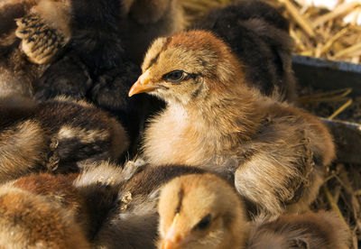 Little domestic duck,northern caucasus