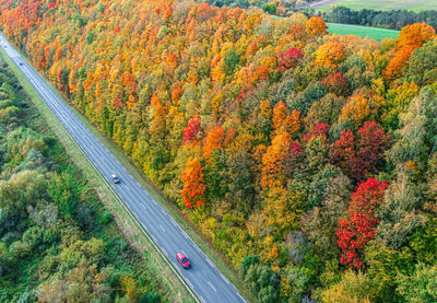 High angle view of autumn trees by road