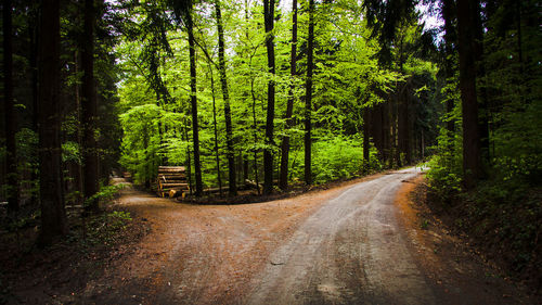 Dirt road amidst trees in forest