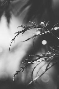 Close-up of fresh leaves