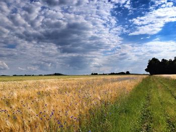 Scenic view of field against cloudy sky