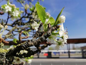 Close-up of white cherry blossom tree