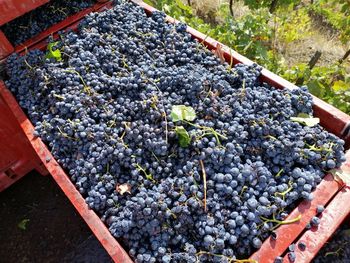 High angle view of grapes growing in vineyard