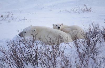 Polar bears on snow covered landscape