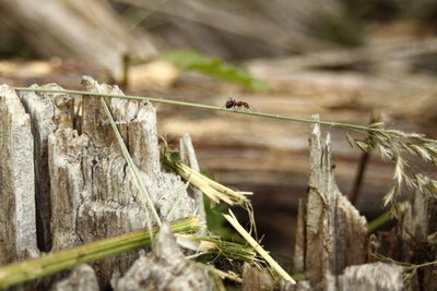 Close-up of insect on wood