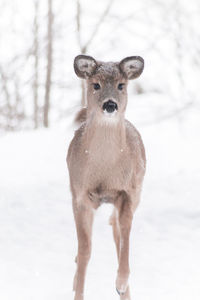 Portrait of horse on snow