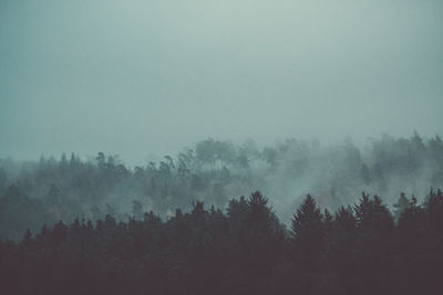 Trees in forest during foggy weather