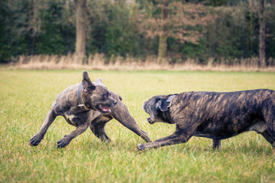 Dogs fighting on grass against trees