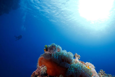 Low angle view of sea anemone and fish in sea