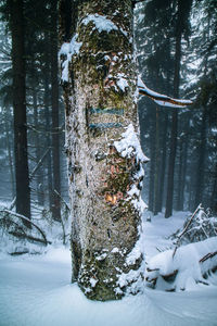 Snow covered trees in forest