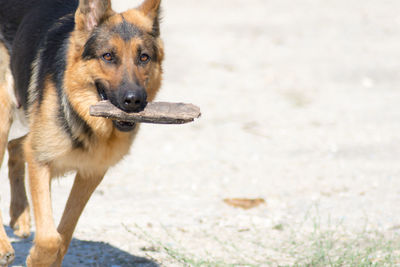 Close-up portrait of a dog on beach