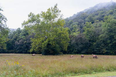 Trees on field