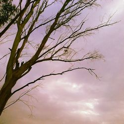 Low angle view of trees against sky