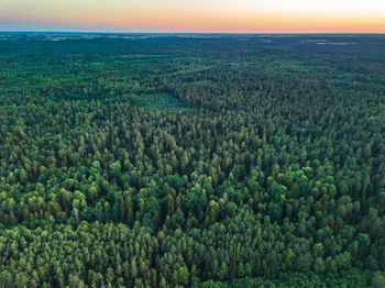 High angle view of plants growing in forest