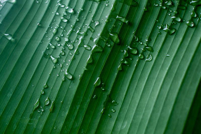 Full frame shot of raindrops on banana leaf