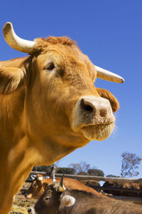 Close-up portrait of cow against sky