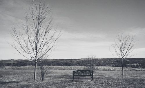 Bare tree on field against sky