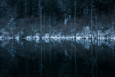 Close-up of trees in forest during winter