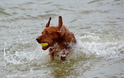 Brown dog carrying ball in lake