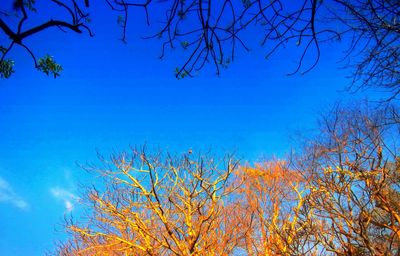 Low angle view of bare trees against clear sky