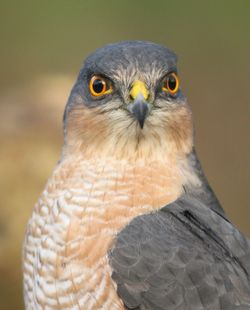 Close-up portrait of owl