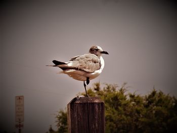 Mr. seagul 