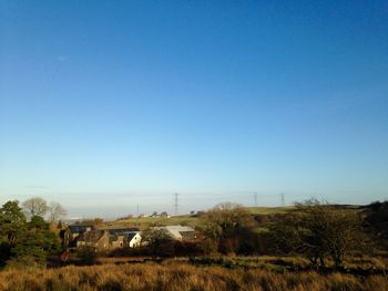 Trees on field against clear blue sky