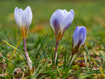 Close-up of purple crocus flowers on field