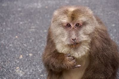 Portrait of monkey