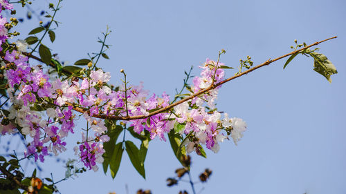 Low angle view of cherry blossoms against sky