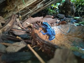 High angle view of insect on wood