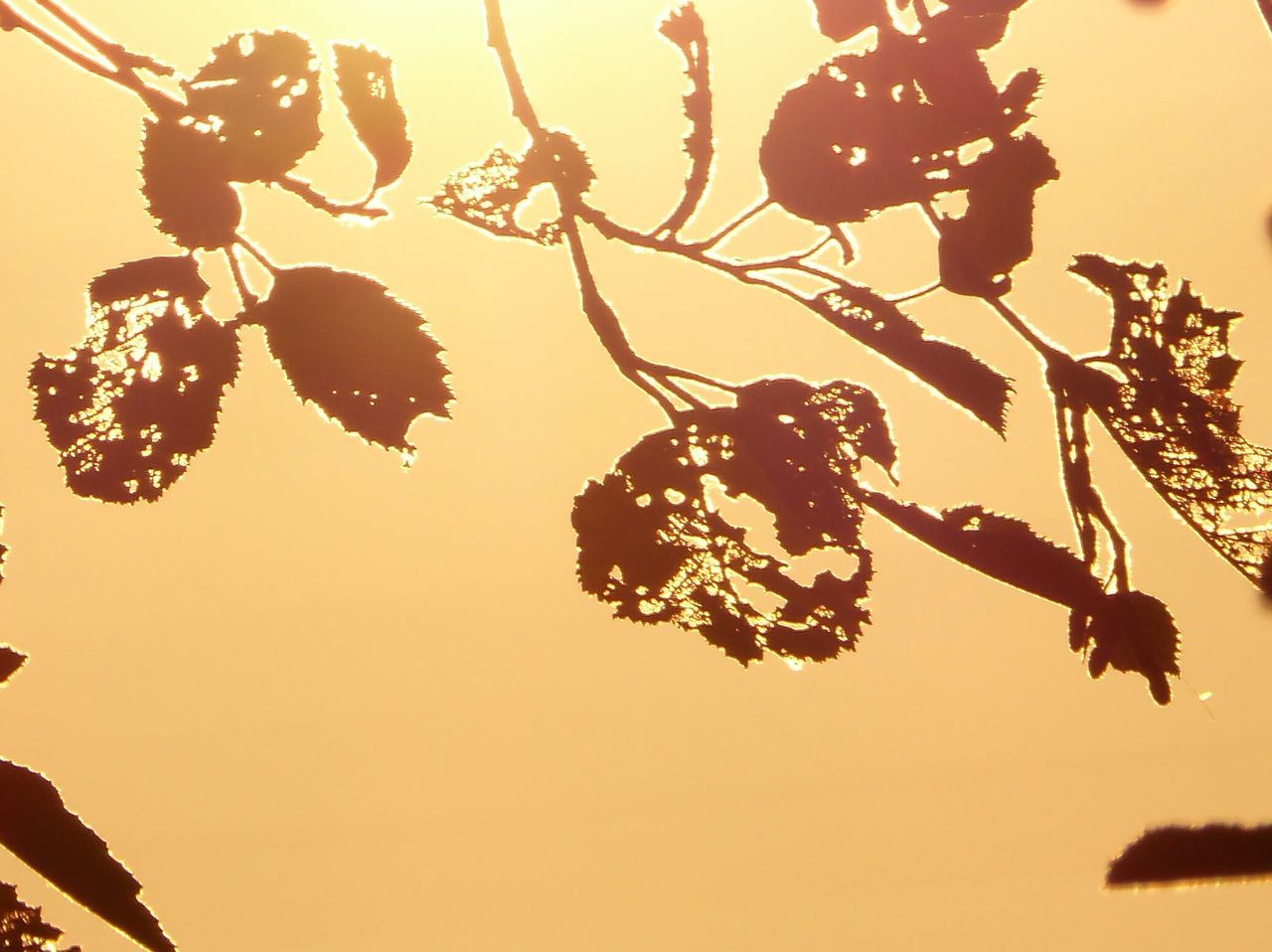 SILHOUETTE TREES AGAINST CLEAR SKY