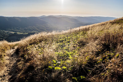 Scenic view of field against sky