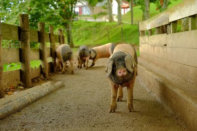 Pigs in animal pen
