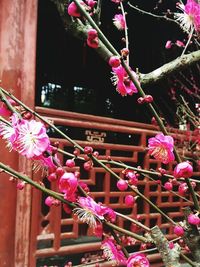 Low angle view of pink flowers