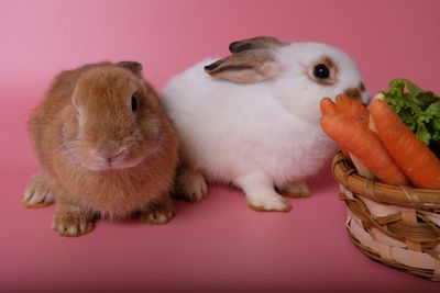 Close-up of a rabbit