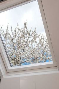 Low angle view of flowering tree against sky