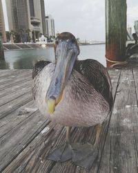 Close-up of birds on water