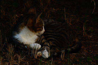 High angle view of a cat on field