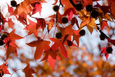 Close-up of autumnal leaves on tree