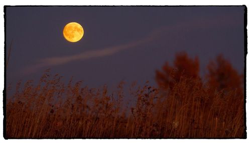 Low angle view of moon at night