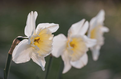 Close-up of white flower