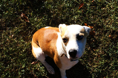 High angle portrait of dog on field