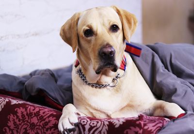 Portrait of dog sitting on bed