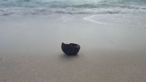 High angle view of coconut shell on shore at beach