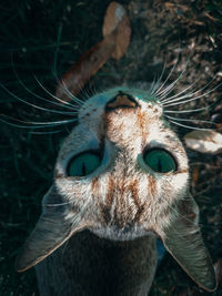 Close-up portrait of a cat