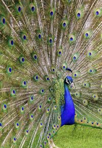 Close-up of peacock