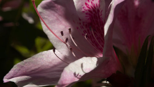 Close-up of raindrops on pink rose flower