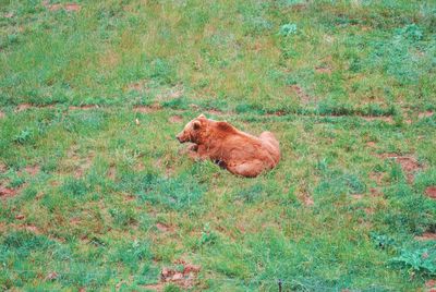 High angle view of cat on ground