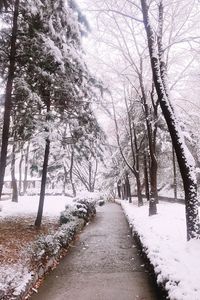 Bare trees on snow covered landscape